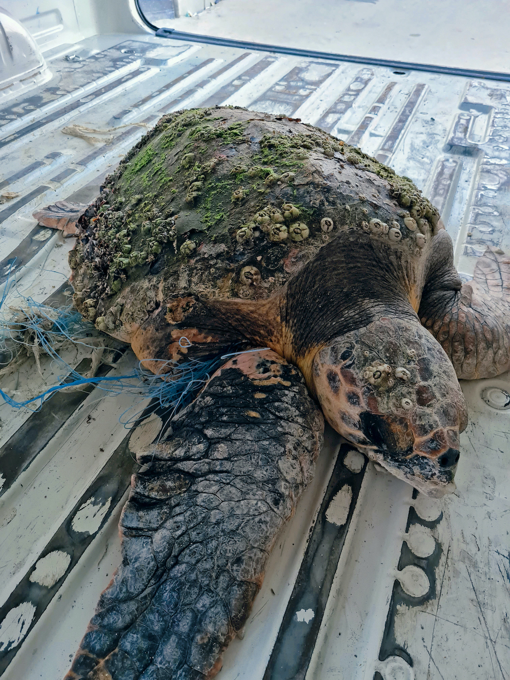 The survivor endangered loggerhead turtle Abu Dhabi and The National